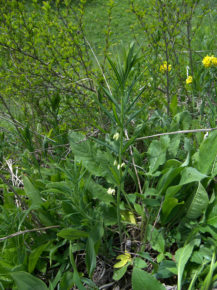 Изображение особи Polygonatum verticillatum.