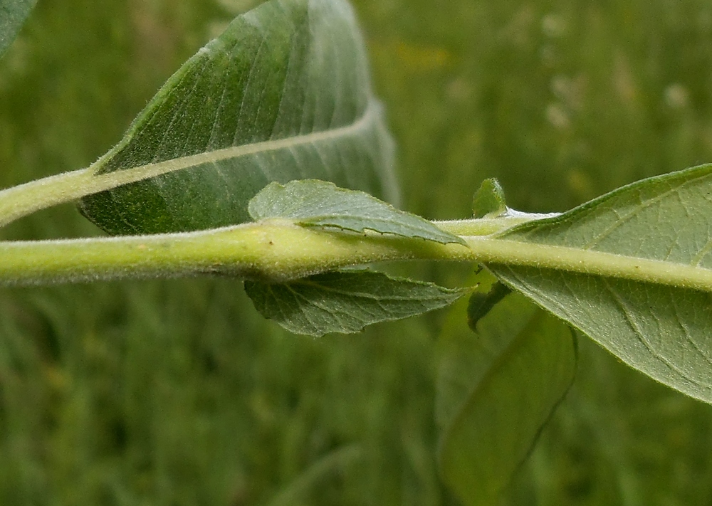 Изображение особи Salix gmelinii.