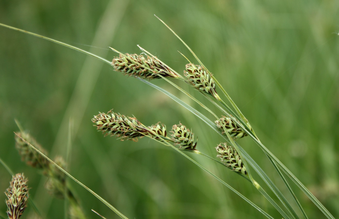 Image of Carex buxbaumii specimen.