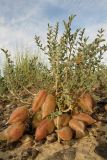 Astragalus pallasii. Плодоносящее растение в солянково-серополынной глинистой пустыне. Казахстан, Восточно-Казахстанская обл., Аягозский р-н, 38 км СЗ пос. Актогай; Северное Прибалхашье, плоская терраса долины р. Баканас, юго-западнее сопки Аяккараул. 31.05.2013.