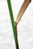 Elymus drobovii