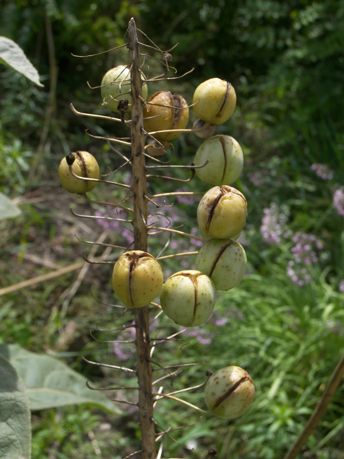 Image of Eremurus aitchisonii specimen.