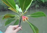 Bruguiera gymnorhiza. Побег с цветками. Таиланд, национальный парк Си Пханг-нга. 20.06.2013.