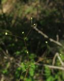 Galium tenuissimum