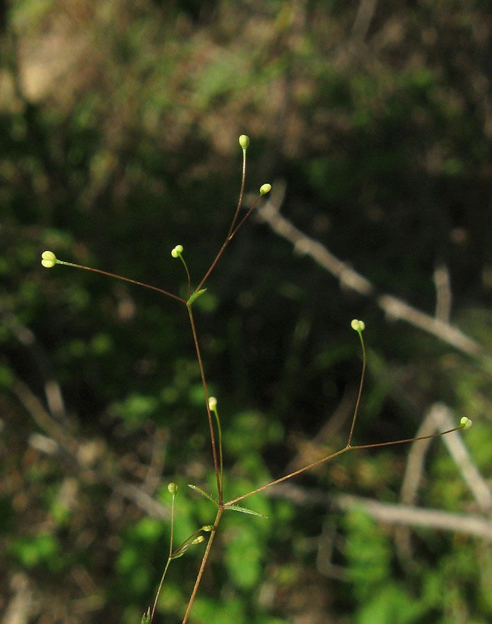 Изображение особи Galium tenuissimum.