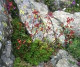 Saxifraga kolenatiana. Цветущее растение. Карачаево-Черкесия, хребет Ужум, перевал Бугойчат. 24.07.2013.
