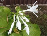 Hosta plantaginea