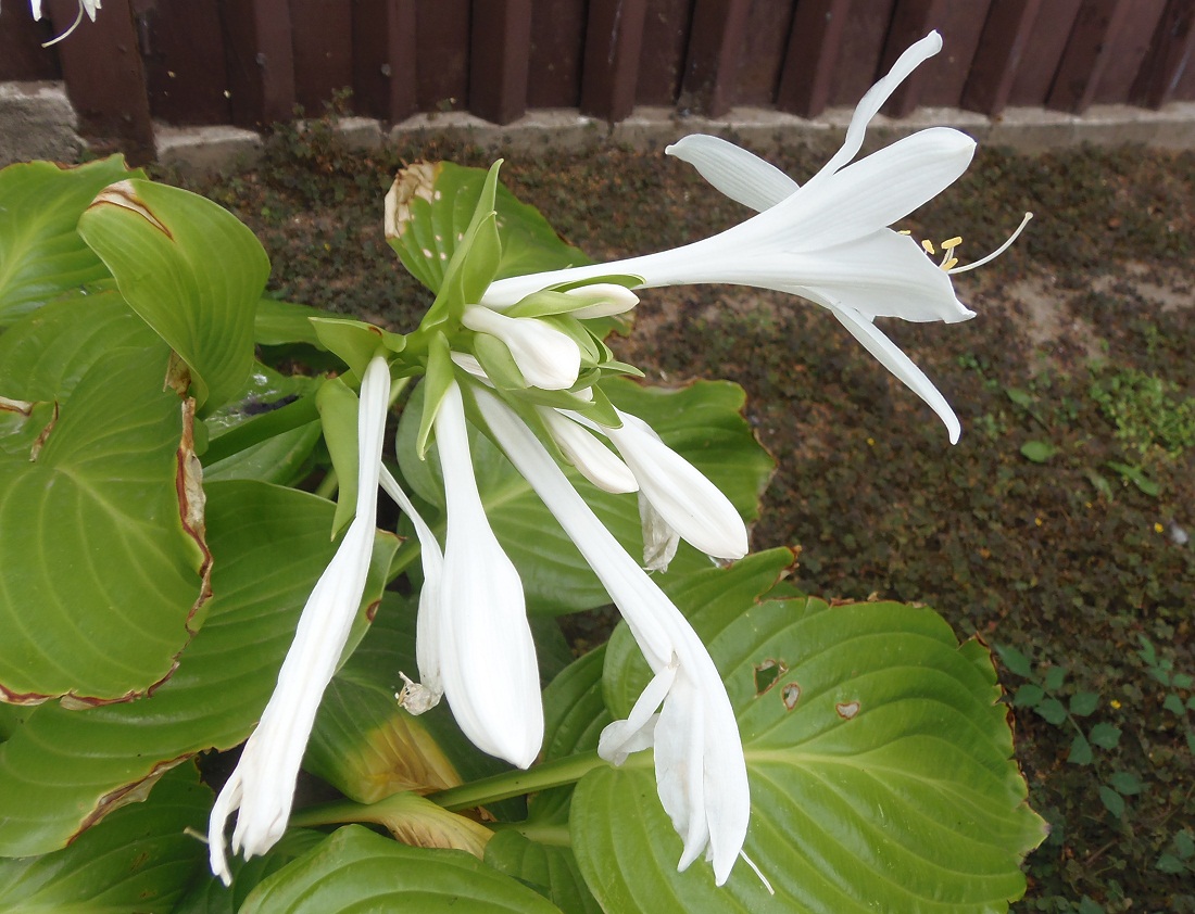 Изображение особи Hosta plantaginea.