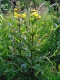 Lysimachia vulgaris