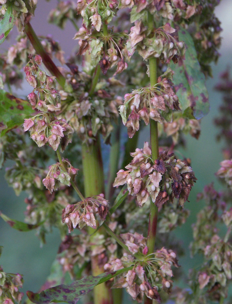 Изображение особи Rumex obtusifolius.