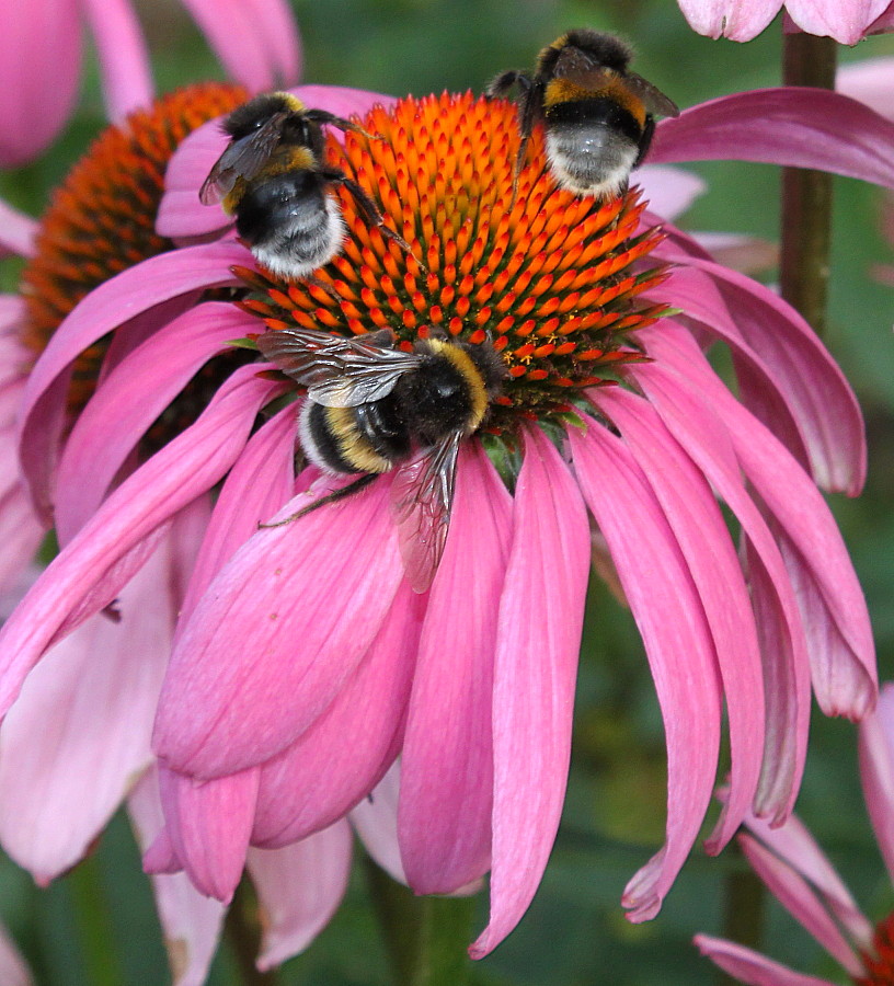 Изображение особи Echinacea purpurea.