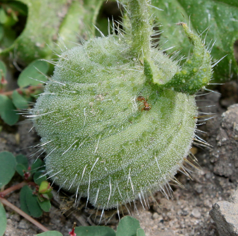 Изображение особи Blumenbachia insignis.