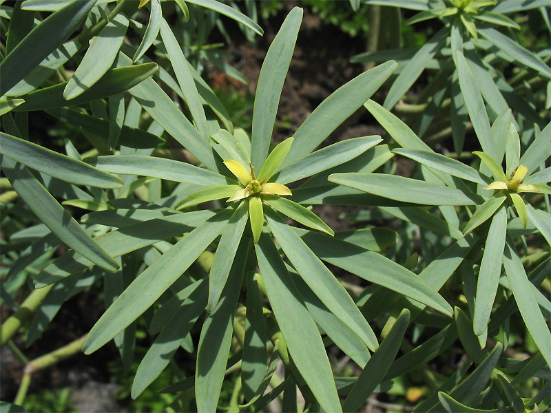 Image of Euphorbia lamarckii specimen.