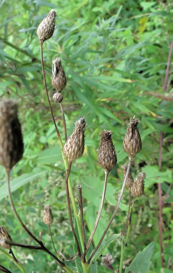 Изображение особи Cirsium arvense.