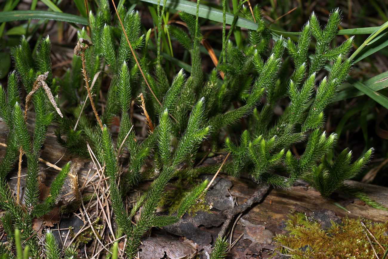 Изображение особи Lycopodium clavatum.