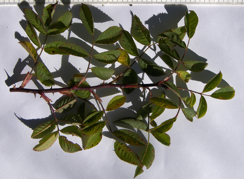 Image of Rosa canina var. hispida specimen.