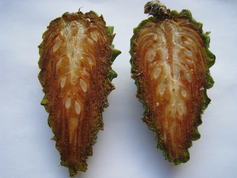 Image of Pinus sylvestris specimen.