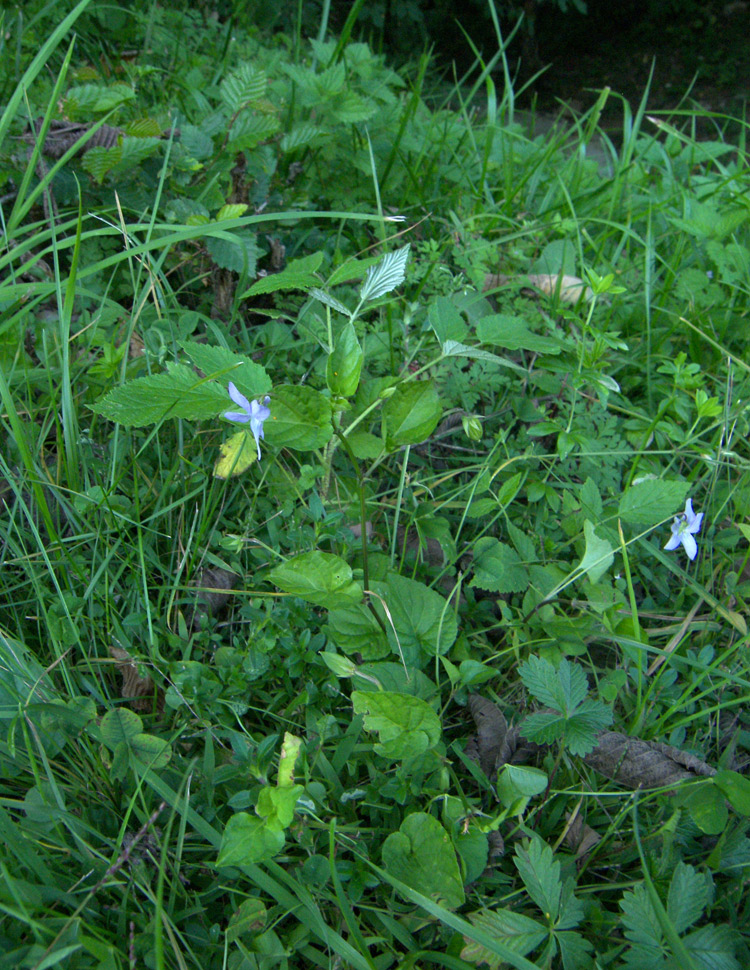 Изображение особи Viola riviniana.