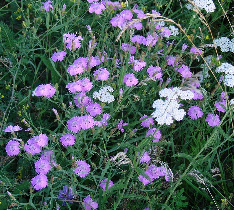 Изображение особи Dianthus versicolor.