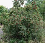 Rosa villosa