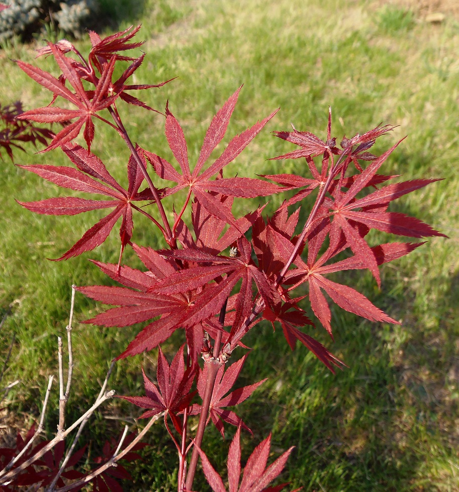 Image of Acer palmatum specimen.