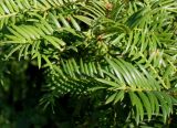Torreya nucifera. Побеги. Германия, г. Дюссельдорф, Ботанический сад университета. 04.09.2013.