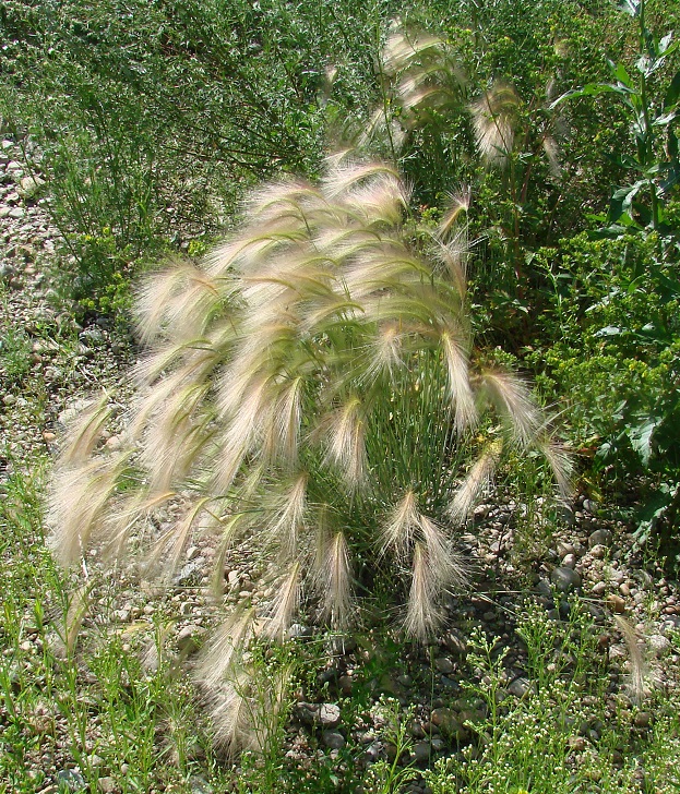 Image of Hordeum jubatum specimen.