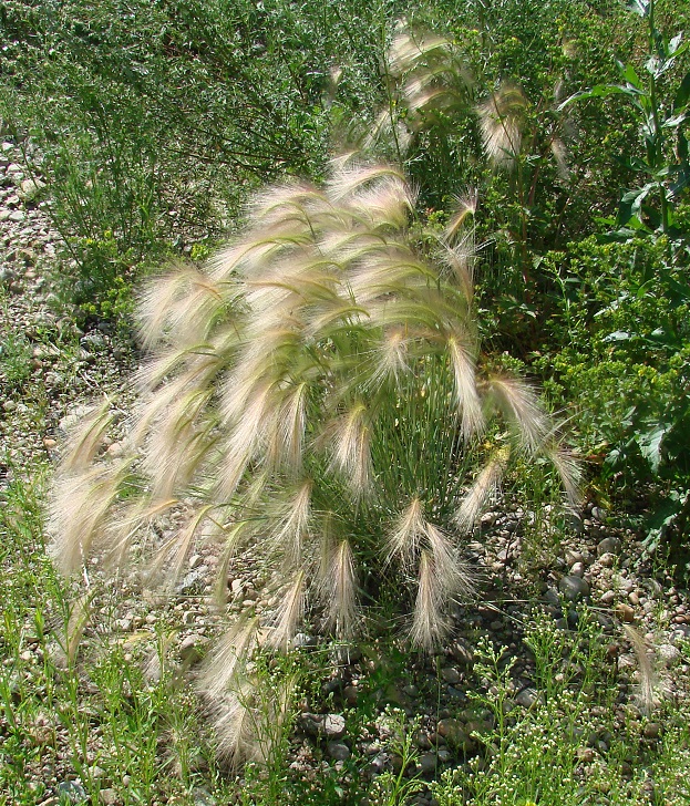 Image of Hordeum jubatum specimen.