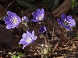 Hepatica nobilis. Цветущее растение. Московская обл., г. Дубна, лесопарк. 27.03.2007.