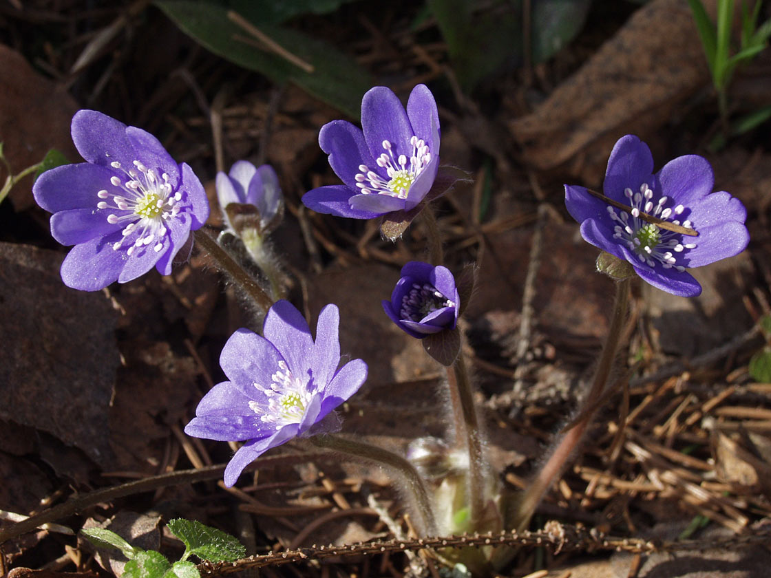 Изображение особи Hepatica nobilis.