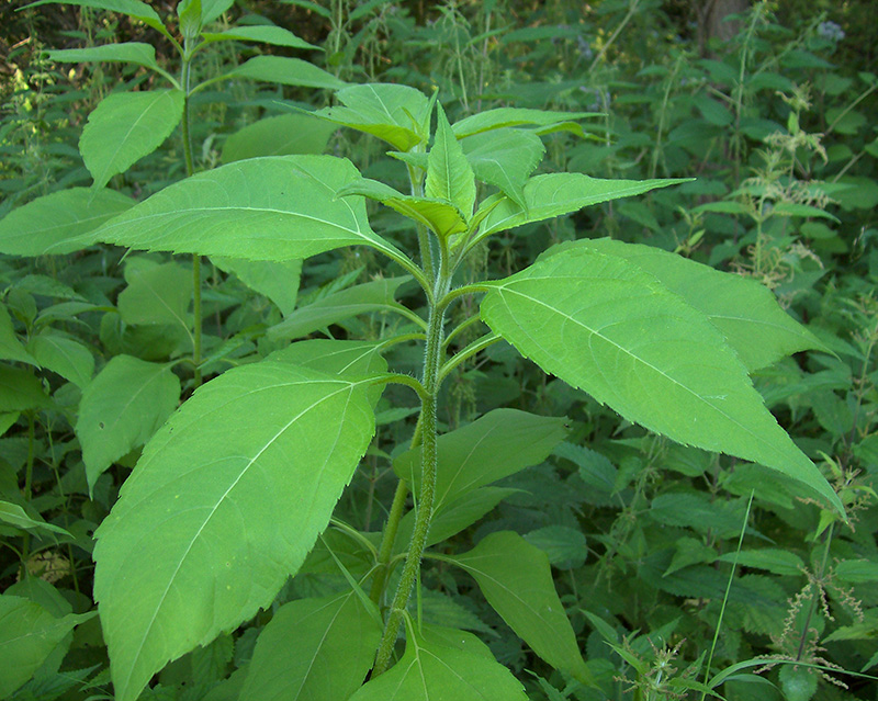 Image of Helianthus tuberosus specimen.