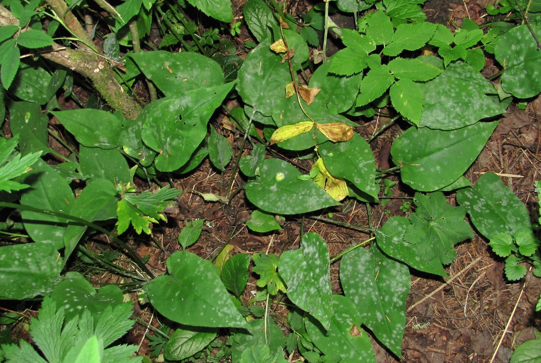 Image of Pulmonaria obscura specimen.