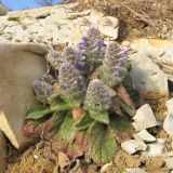 Ajuga orientalis. Цветущее растение. Краснодарский край, г. Новороссийск, обрывисто-осыпной береговой склон. 01.03.2014.