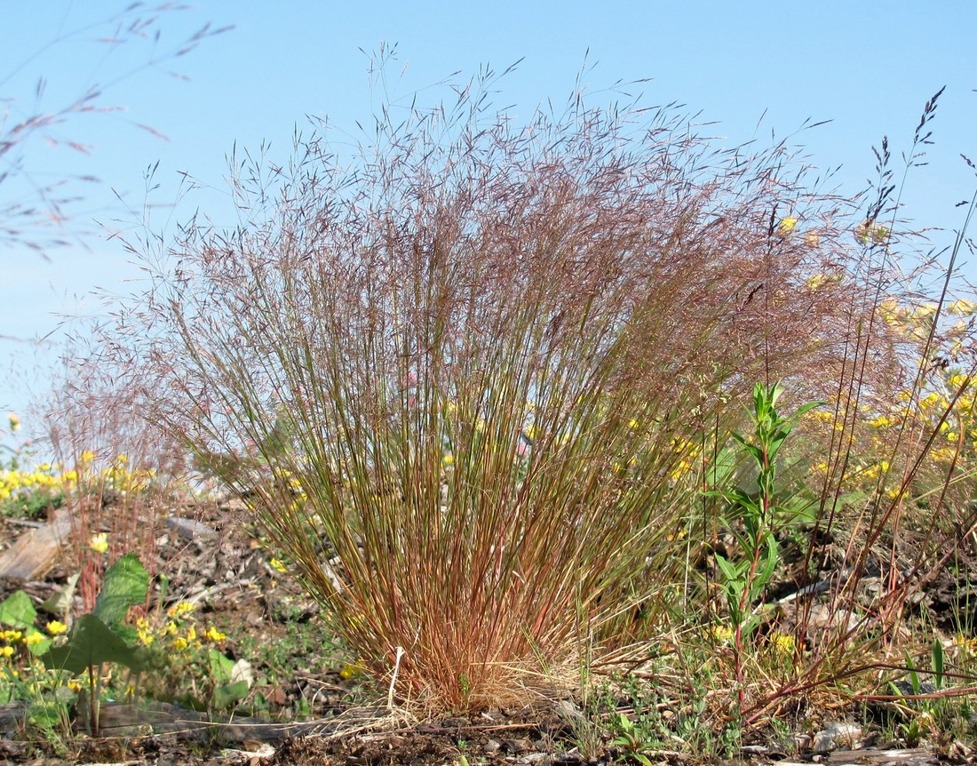 Изображение особи род Agrostis.