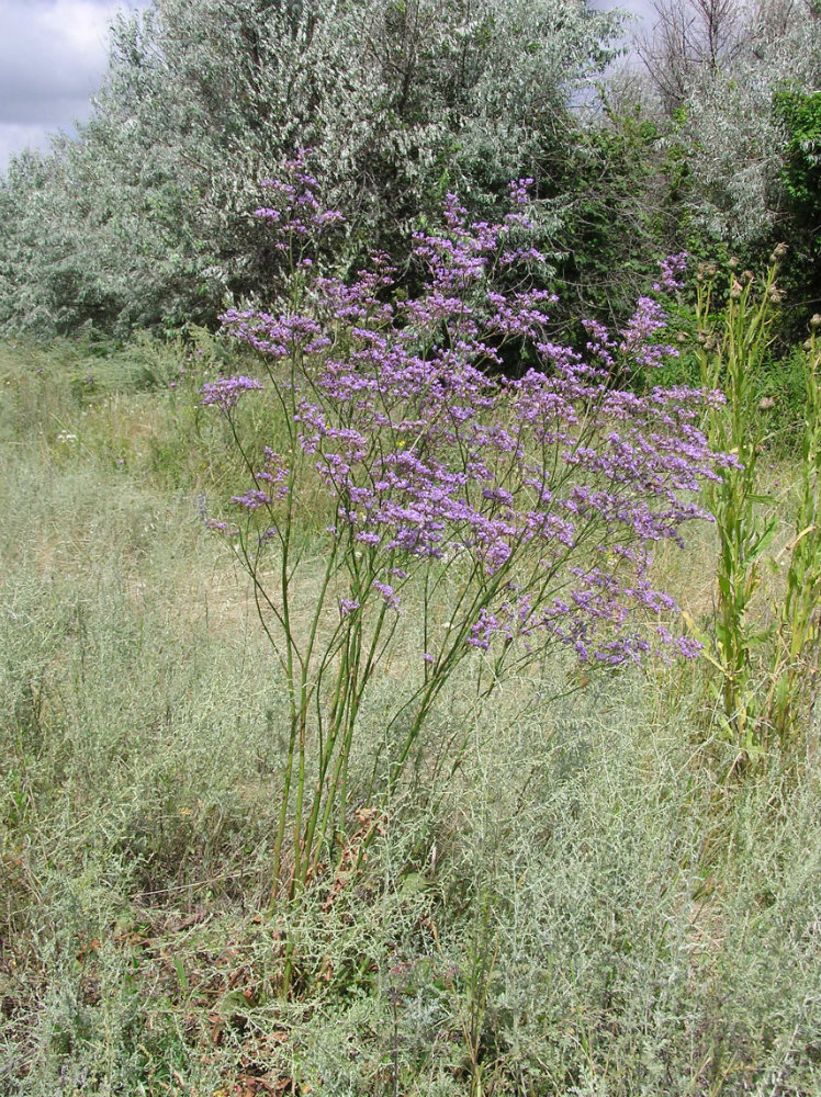 Изображение особи Limonium gmelinii.