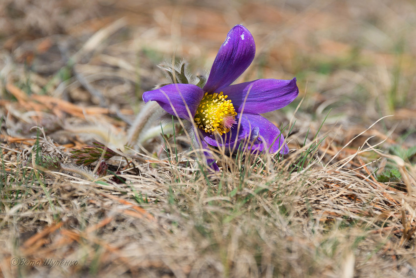 Image of Pulsatilla turczaninovii specimen.