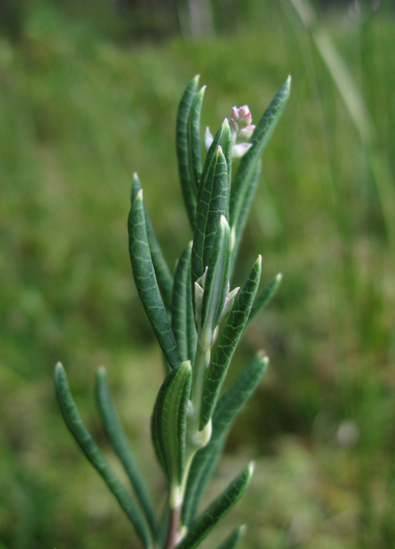 Изображение особи Andromeda polifolia.