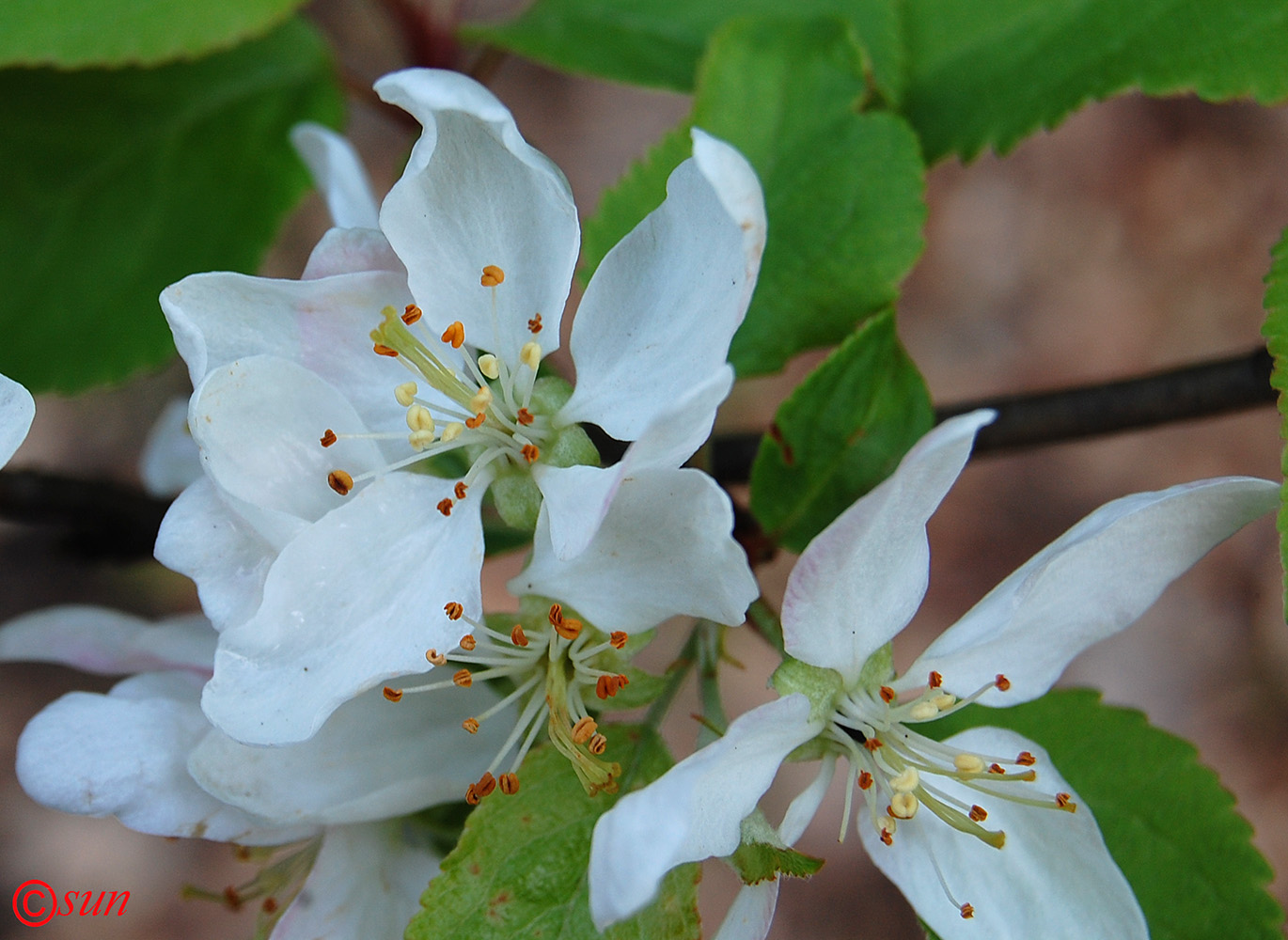 Изображение особи Malus sylvestris.