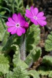 Primula patens