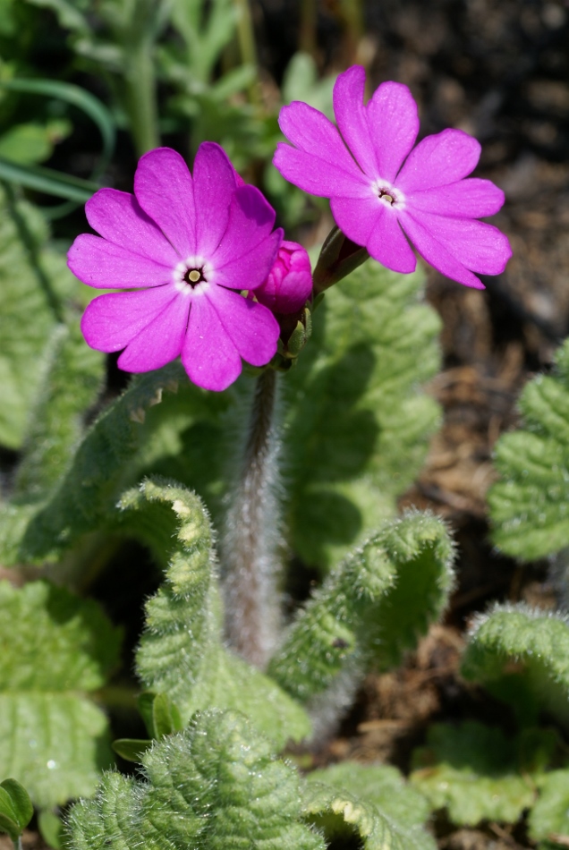 Изображение особи Primula patens.