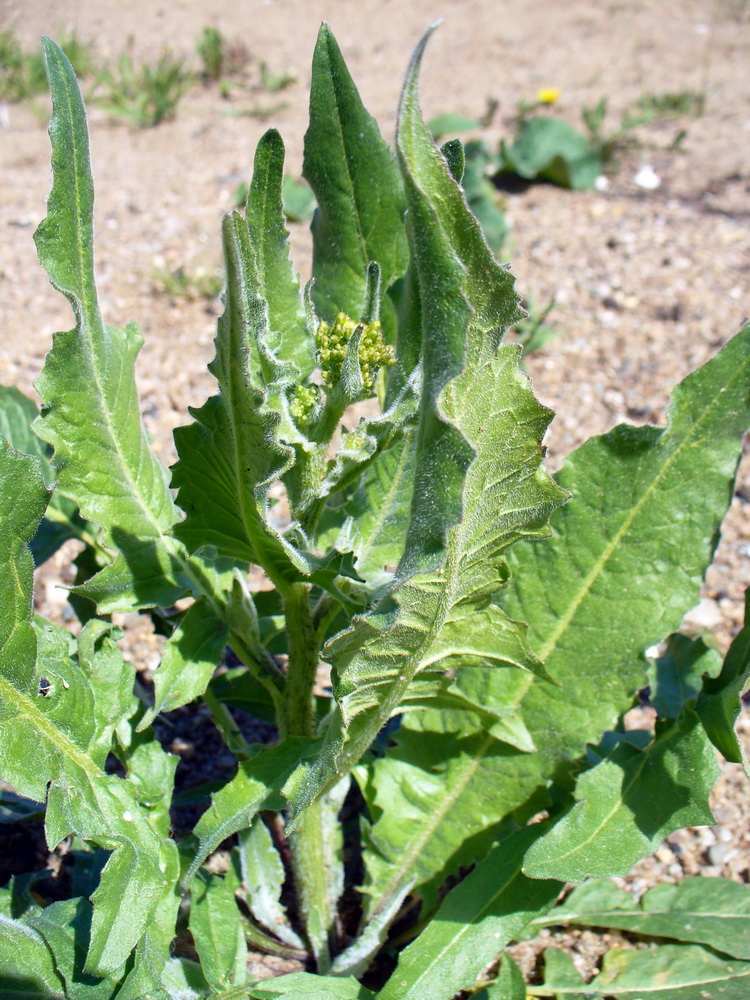 Image of Bunias orientalis specimen.
