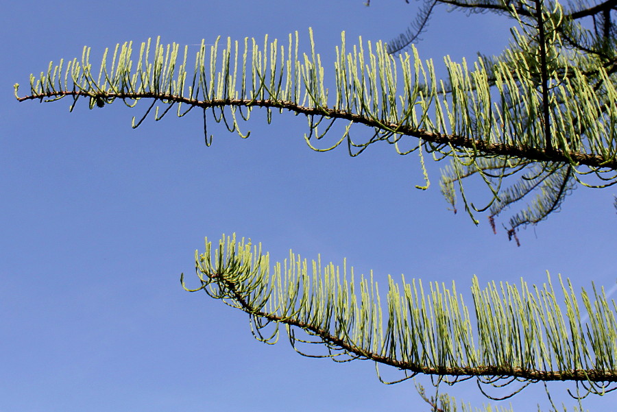 Изображение особи Taxodium distichum.