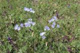 Linum hirsutum
