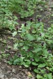 Prunella vulgaris ssp. hispida