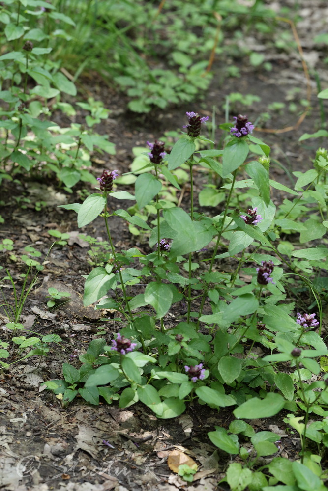 Изображение особи Prunella vulgaris ssp. hispida.