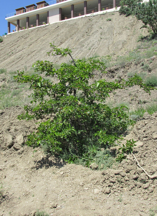 Image of Morus alba specimen.
