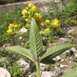 Lysimachia verticillaris. Верхушка побега с соцветиями (вид на листья с тыльной стороны). Краснодарский край, Крымский р-н, окр. ст. Неберджаевская, р. Богого, галечный берег. 14.06.2014.