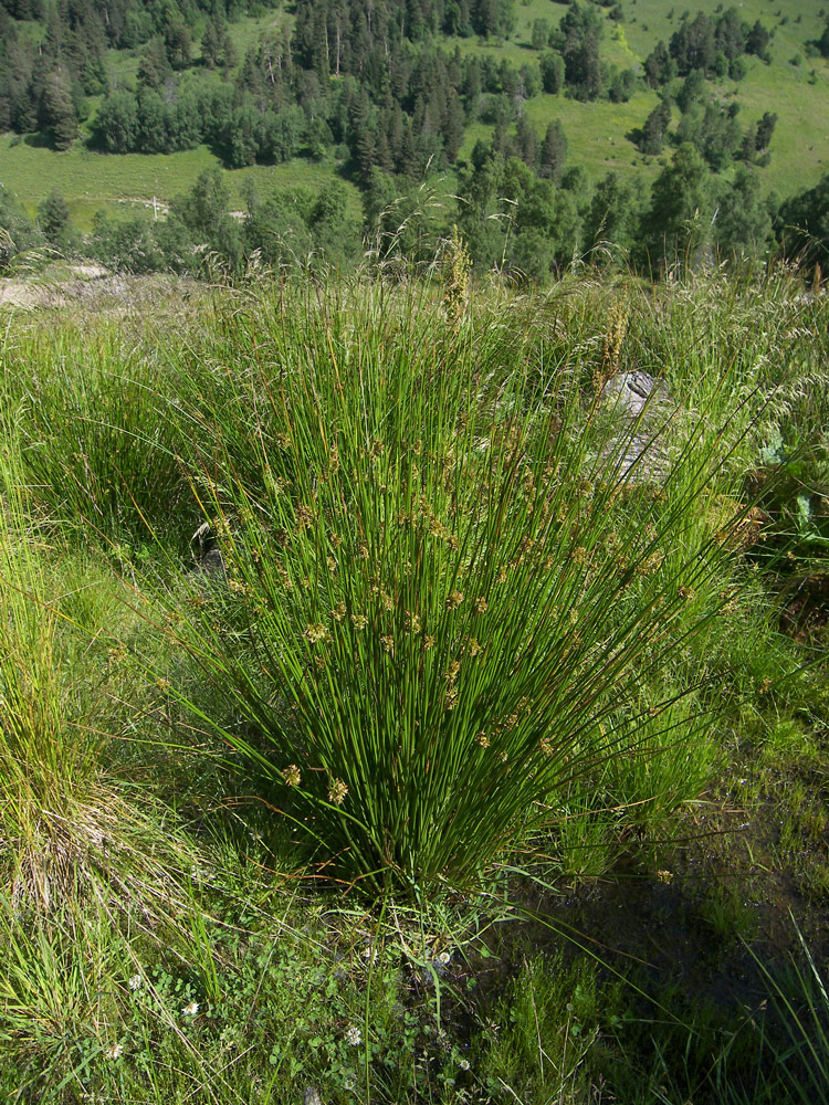 Изображение особи Juncus inflexus.