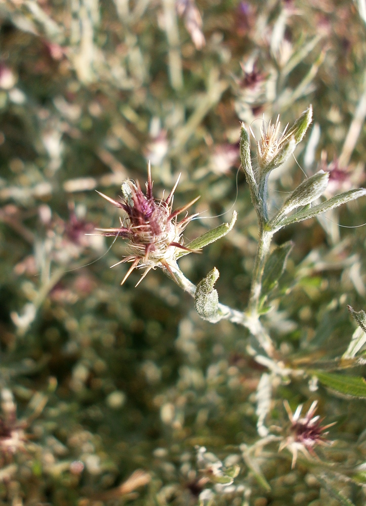 Изображение особи Centaurea diffusa.