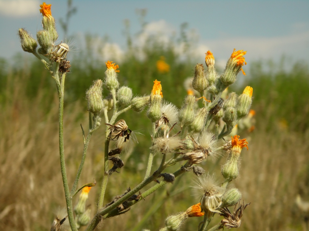 Изображение особи Pilosella echioides.